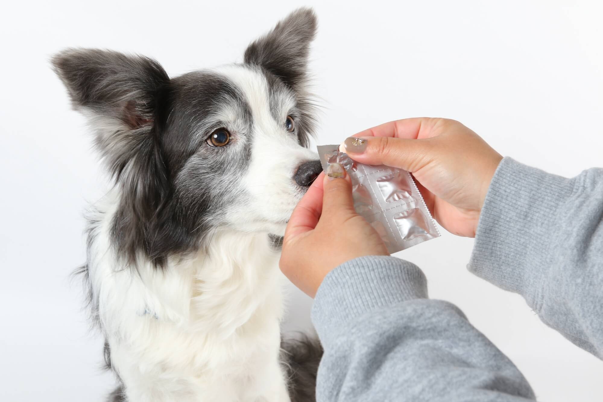 ボーダーコリーの寿命・かかりやすい病気